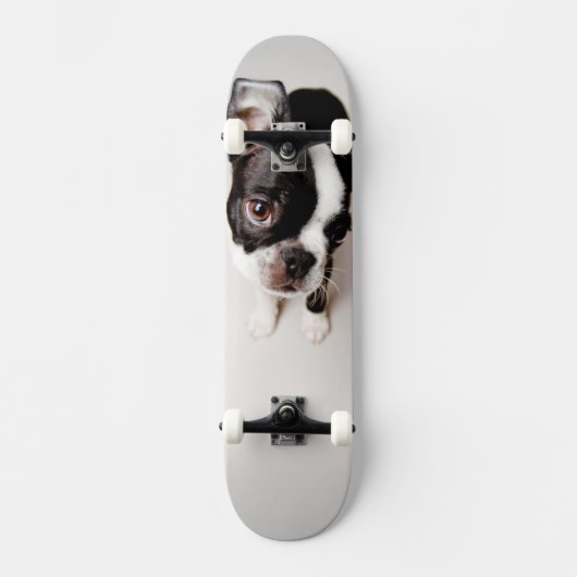 Skateboard Chiot d'Edison Boston Terrier (Recto)