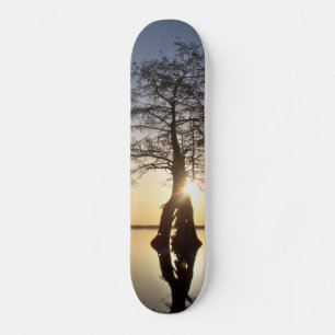 Skateboard Coucher de soleil derrière un arbre