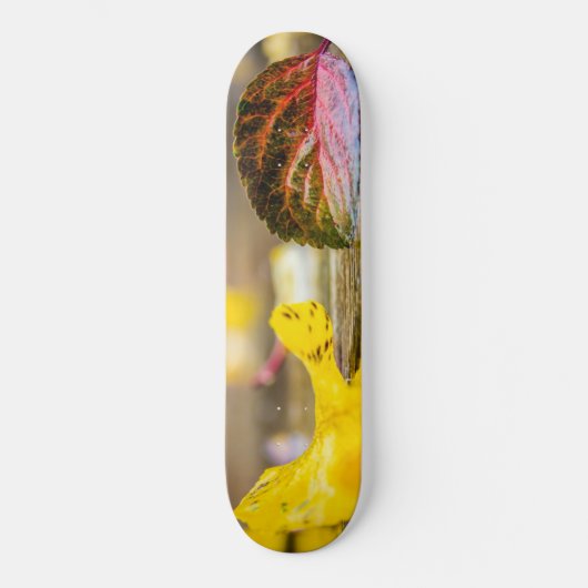 Skateboard Couleurs d'automne (Recto)