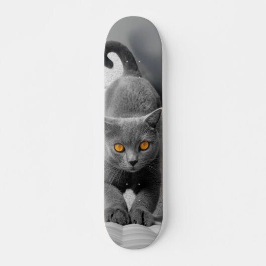 Skateboard Curioso gato británico de pelo corto (Voorkant)