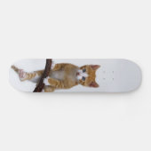 Skateboard Cute Baby Chat Kitten Funny Gym Photo - (Horz)
