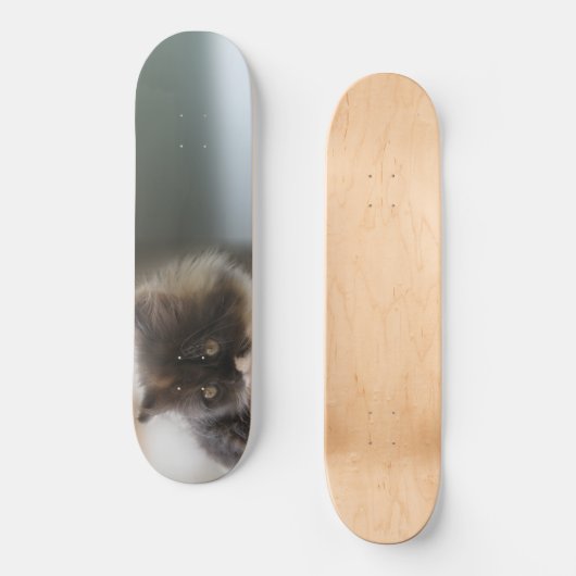 Skateboard Cute chat (Recto)