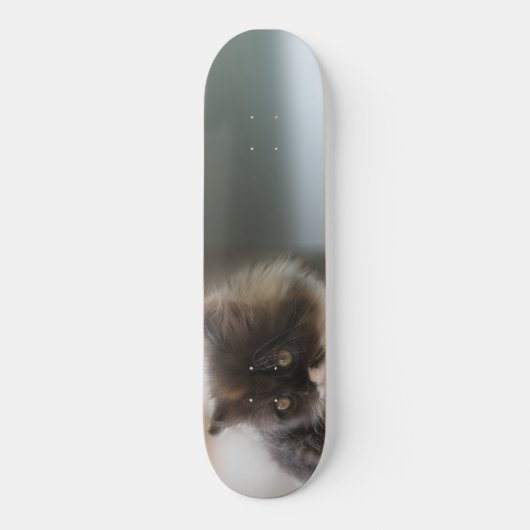 Skateboard Cute chat (Recto)