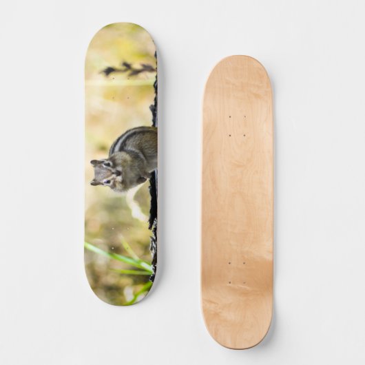 Skateboard Cute Chipmunk (Recto)
