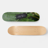 Skateboard Dorcus parallelipipedus, le moindre dendroctone du (Horz)