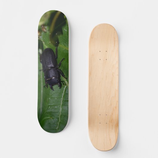 Skateboard Dorcus parallelipipedus, le moindre dendroctone du (Recto)