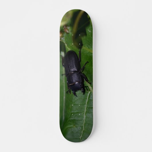 Skateboard Dorcus parallelipipedus, le moindre dendroctone du (Devant)