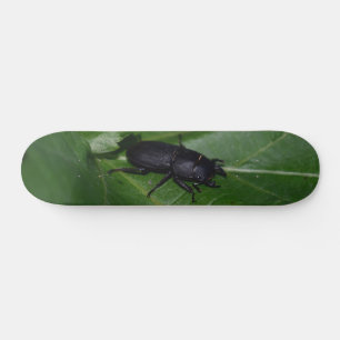 Skateboard Dorcus parallelipipedus, le moindre dendroctone du