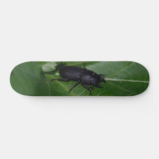 Skateboard Dorcus parallelipipedus, le moindre dendroctone du (Horz)