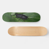 Skateboard Dorcus parallelipipedus, le moindre dendroctone du (Horz)