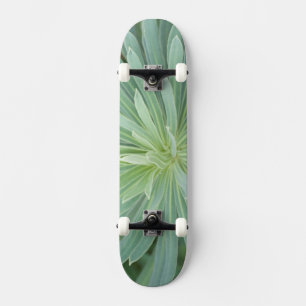 Skateboard États-Unis, Washington, Bellevue, Bellevue Botanic
