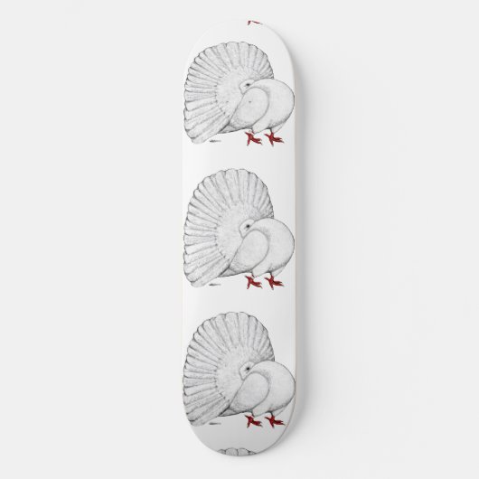 Skateboard Fantail Pigeon White (Recto)