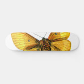 Skateboard femelle de Bombyx quercus (Horz)