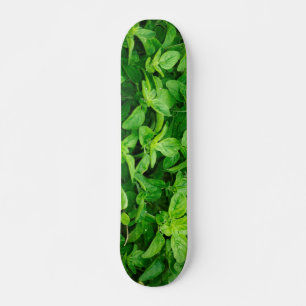 Skateboard feuille 2