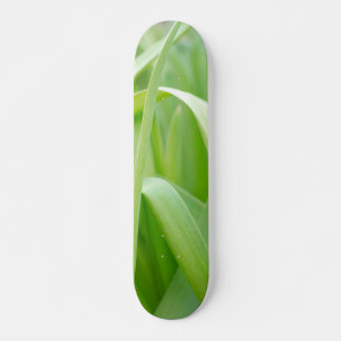 Skateboard Feuilles fraîches de plante verte
