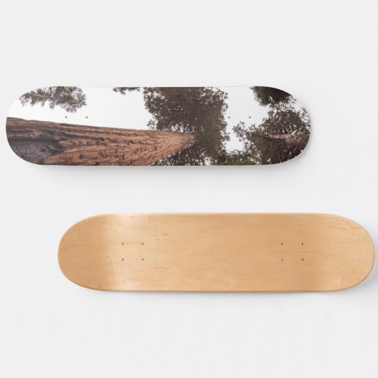 Skateboard forêt, arbre (Horz)