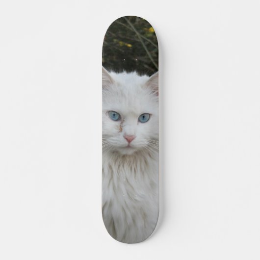 Skateboard Gato blanco angora turco ojos azules (Voorkant)