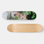 Skateboard Gato descansa atento para cazar (Horz)