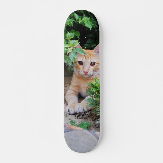 Skateboard Gato descansa atento para cazar (Devant)