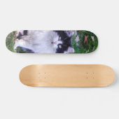 Skateboard Gato raza Maine Coon pelo largo (Horz)