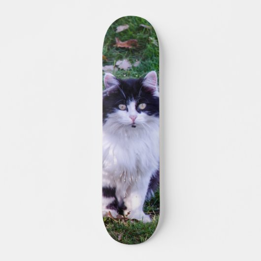 Skateboard Gato raza Maine Coon pelo largo (Devant)