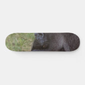 Skateboard Gorilla (Horz)