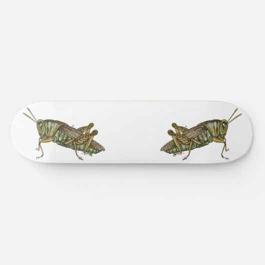 Skateboard Grasshopper vert (Horz)