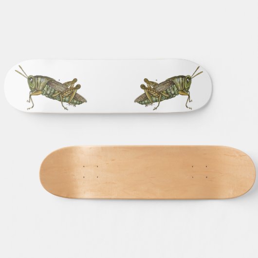 Skateboard Grasshopper vert (Horz)