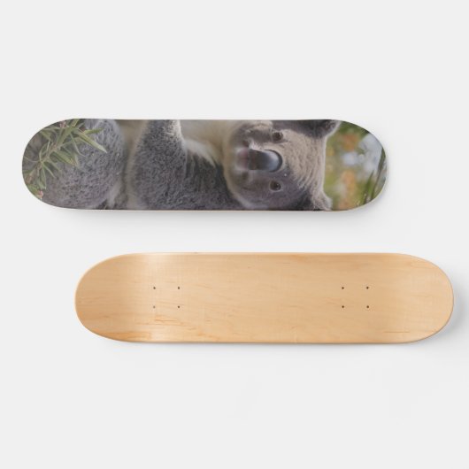 Skateboard Grevillea Koala Bear, (Horz)