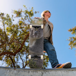 Skateboard Grevillea Koala Bear,