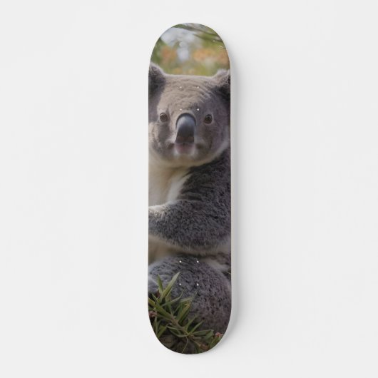 Skateboard Grevillea Koala Bear, (Devant)