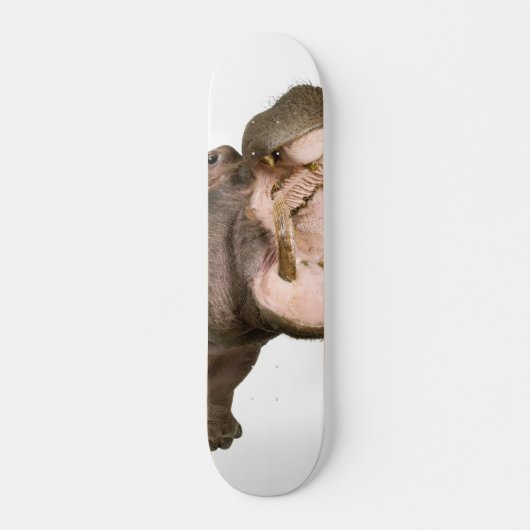 Skateboard Hippopotame (Devant)