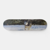 Skateboard Husky Sibérien Dans La Neige (Horz)