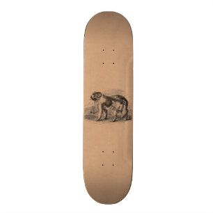 Skateboard Illustration vintage de chiens de 1800s de chien