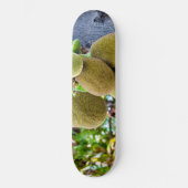 Skateboard Jackfruit (Recto)