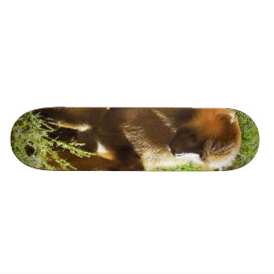 Skateboard Jeune babouin juvénile s'asseyant et regardant