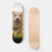 Skateboard Joyeux Labrador Puppy Running (Recto)