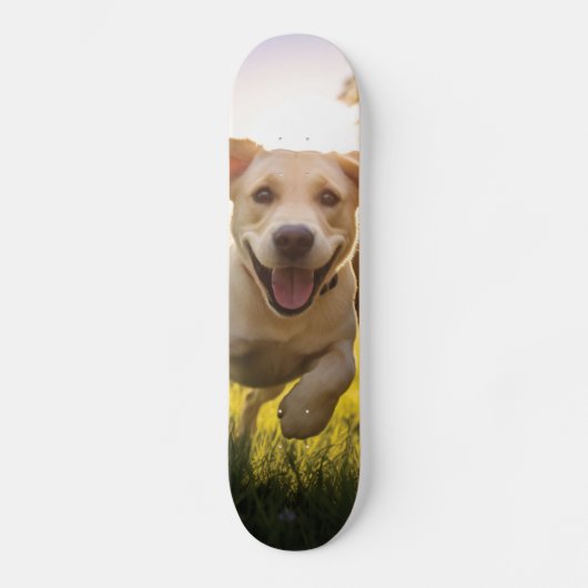 Skateboard Joyeux Labrador Puppy Running (Recto)