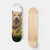 Skateboard Joyeux Labrador Puppy Running (Recto)