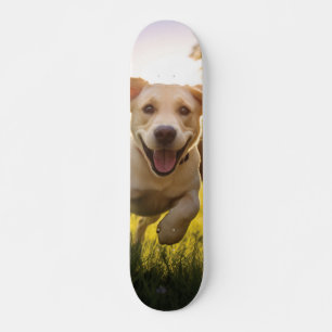 Skateboard Joyeux Labrador Puppy Running