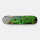 Skateboard Lacerta masculin Agilis de lézard de sable (Horz)