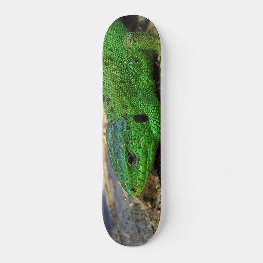 Skateboard Lacerta masculin Agilis de lézard de sable (Recto)