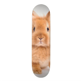 Skateboard Lapin