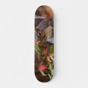Skateboard L'écureuil commence avec patience