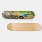Skateboard Lézard Bleu-Crêté Calotes Mystaceus (Horz)