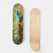 Skateboard Lézard Bleu-Crêté Calotes Mystaceus (Recto)