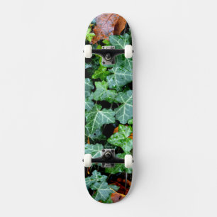 Skateboard Lierre et pierre de champ