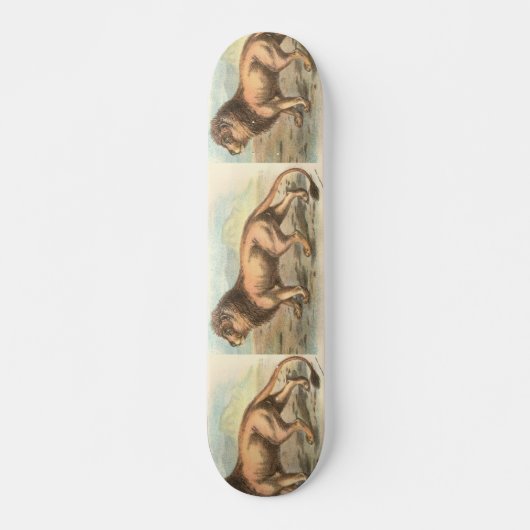 Skateboard Lion, Felis leo (Devant)