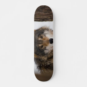 Skateboard Loup gris européen