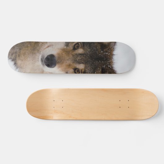 Skateboard Loup gris européen (Horz)